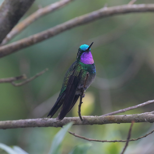 Purple-throated Mountain-gem